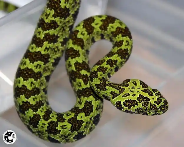 莽山烙铁头蛇头尾部莽山烙铁头蛇头部呈三角形,形如一块烙铁.