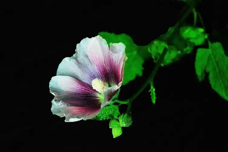 花朵,花卉,鲜花,蜀葵,植物花卉黑色背景下的蜀葵图片 花朵,花卉,鲜花