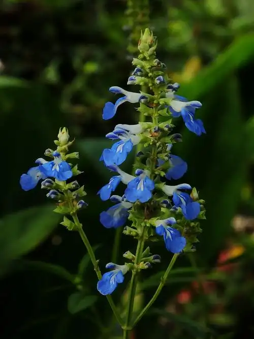 蓝花鼠尾草竖版