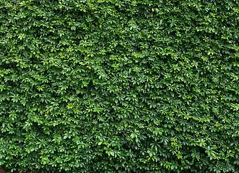绿色植物背景植物墙植物墙植物墙植物墙植物墙爬山虎爬山虎绿植,多肉