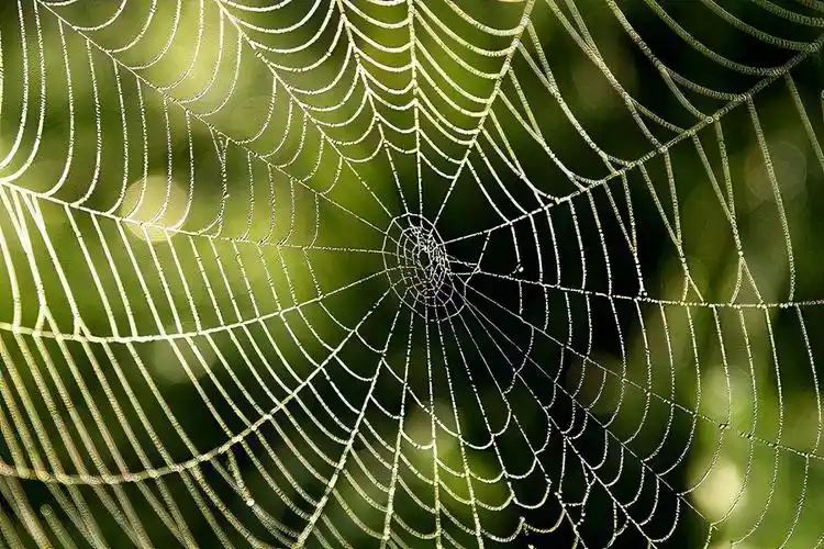 蜘蛛的吐丝过程