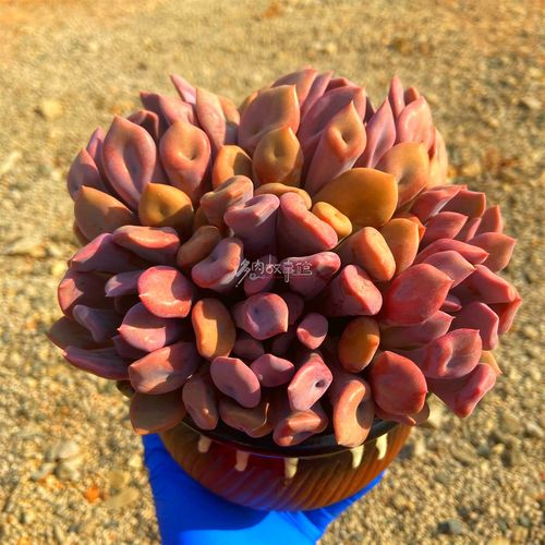 丘比特大群多肉超大颗会开花花的阳台庭院防辐射多肉植物