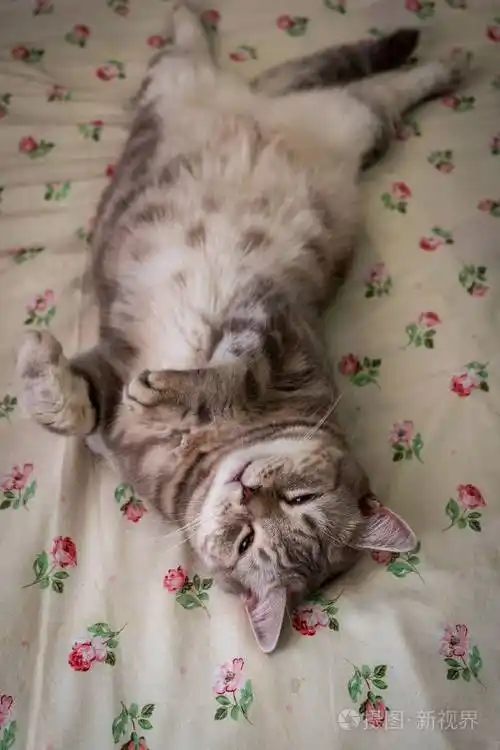 苏格兰猫躺在床上特写