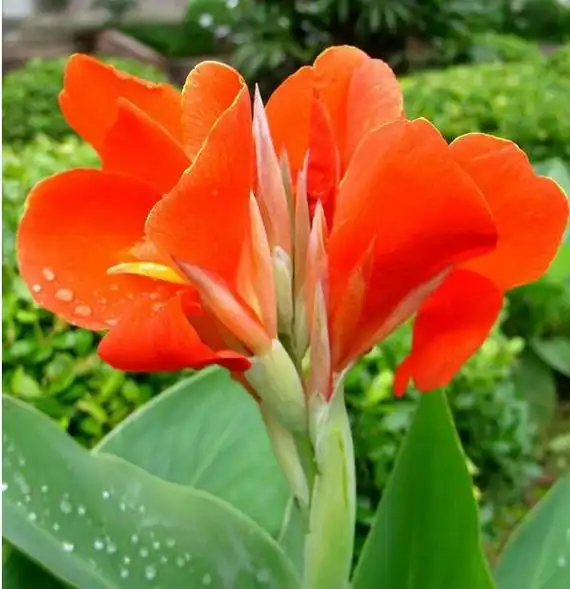 美人蕉花语(美人蕉花语寓意)