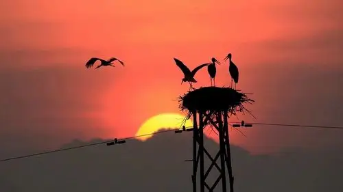 《安庆鸟友群》2021年春节摄友作品展示(十八期)