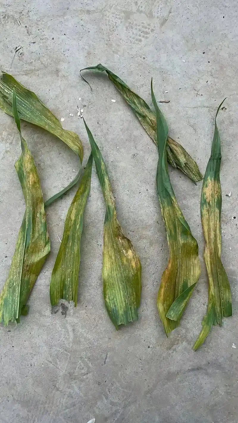 客户发过来的图片最近注意防治玉米顶腐病和褐斑病