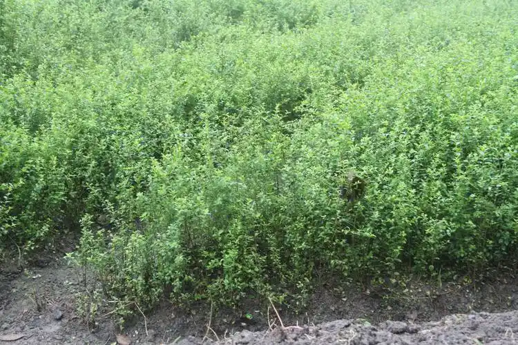 小叶女贞为灌木类树种,它的根系比较强建,种植后易在地表形成大片防护