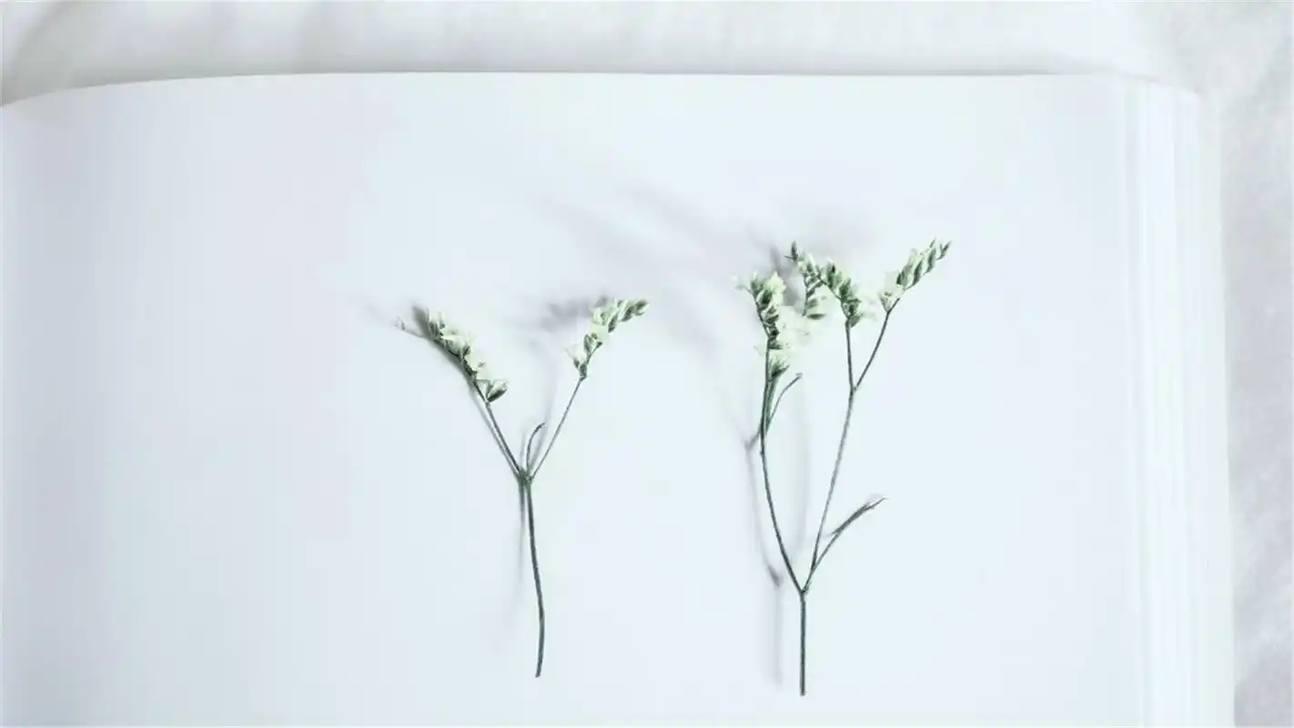 小清新白色治愈系静物高清电脑壁纸下载