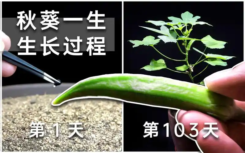 【时五六】记录秋葵的生长过程,up主耗时103天,拍摄23000张图片,种子