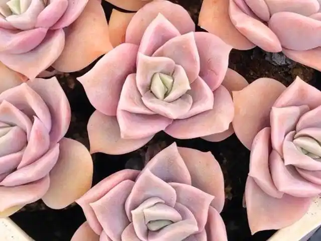 多肉可爱玫瑰,无尽守候只为它短暂温柔,想养出状态需要3个条件