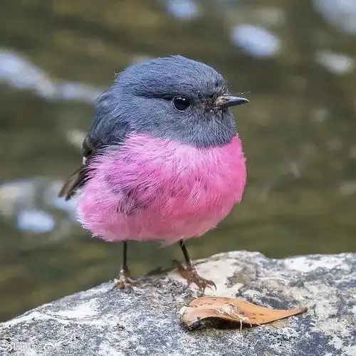 不知道为啥就是觉得他好像这只知更鸟萌萌哒060606