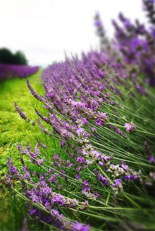 薰衣草的美 来自那一抹紫色的浪漫