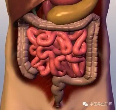 肠道是人体最大的排毒器官 懂得"肠寿"才有"长寿"