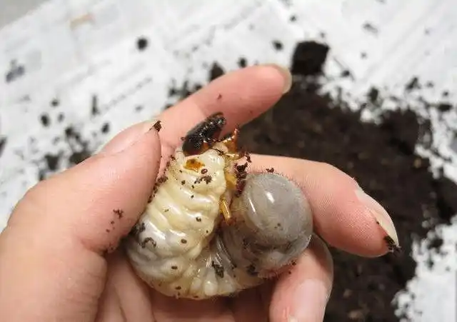 缓慢蠕动的白色肉虫看起来非常恶心,尾部有一些细小的绒毛,看起来让人