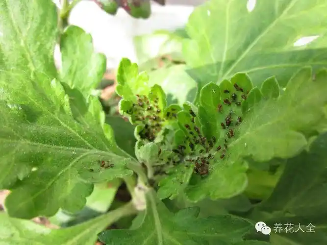 图解| 菊花超全病虫害防治大法