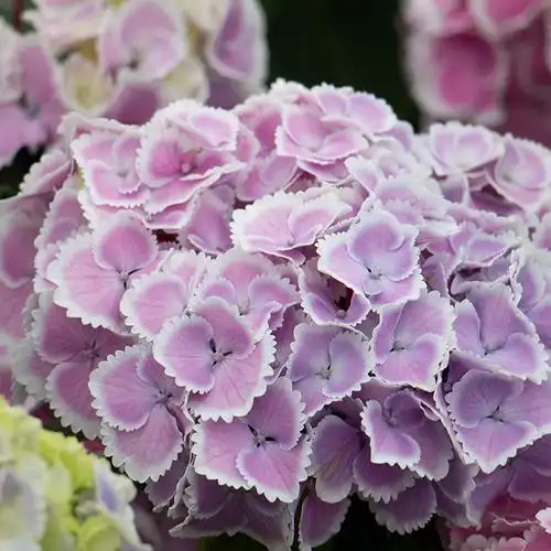 种花花王大爷绣球蒙娜丽莎花苗盆栽花卉八仙仙花花托