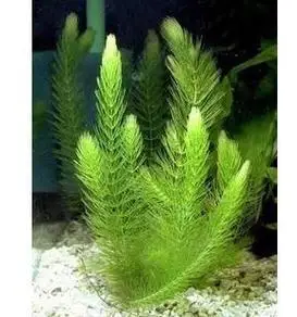 金鱼藻是什么植物(什么鱼吃金鱼藻)-百科学社
