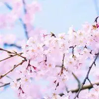 2020年最旺财的微信头像风景图片【点击鼠标右键下载】