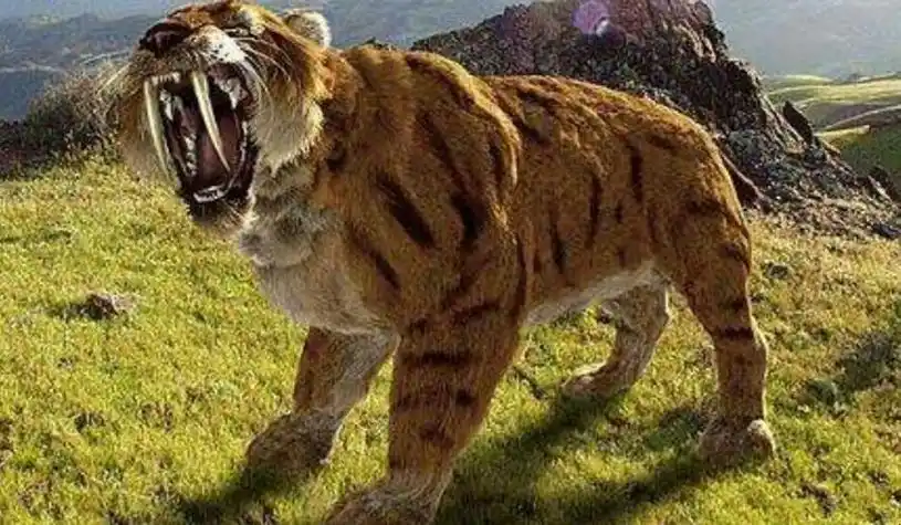 命运剑齿虎简笔画