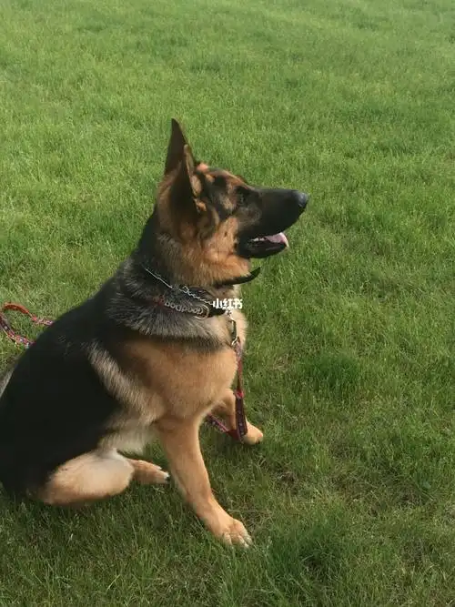 德国牧羊犬  #德牧养成记  #训狗  #湾区训狗