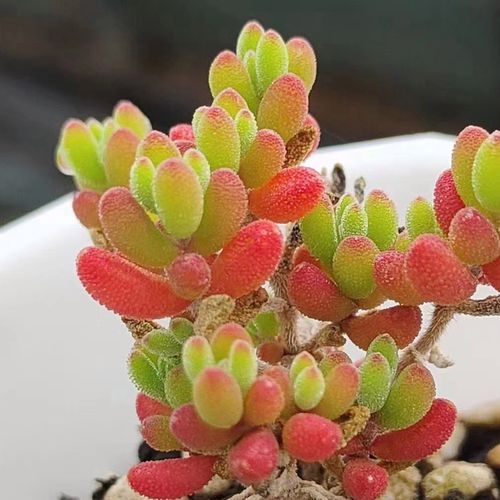 花龙园艺 红宝石枝干番杏 结出果实红宝石样子 多肉植物