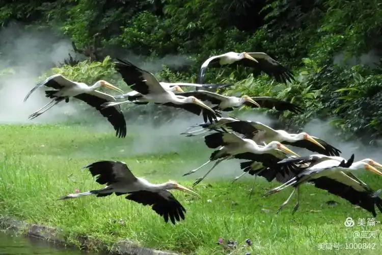 百鸟飞翔