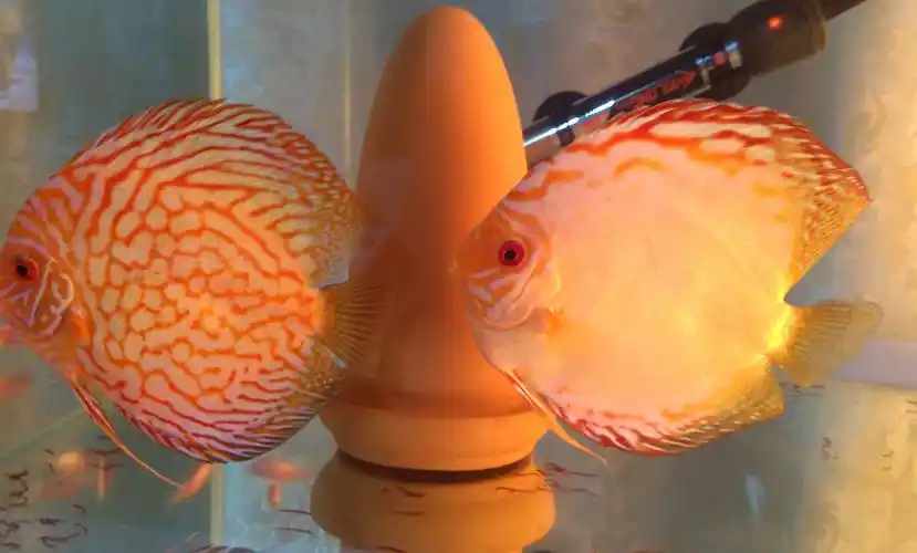 七彩繁殖全纪录