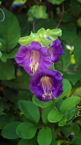 花现美一天[电灯花]