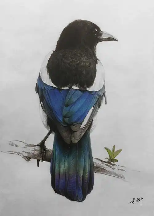 彩铅鸟 喜鹊|纯艺术|绘画|本科同学 - 原创作品 - 站酷 (zcool)