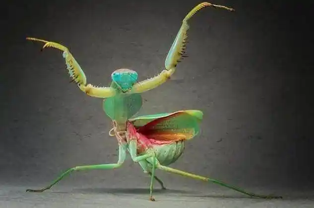 6魔花螳螂魔花螳螂有着螳螂之王的称号是目前世界上最稀有的螳螂种类