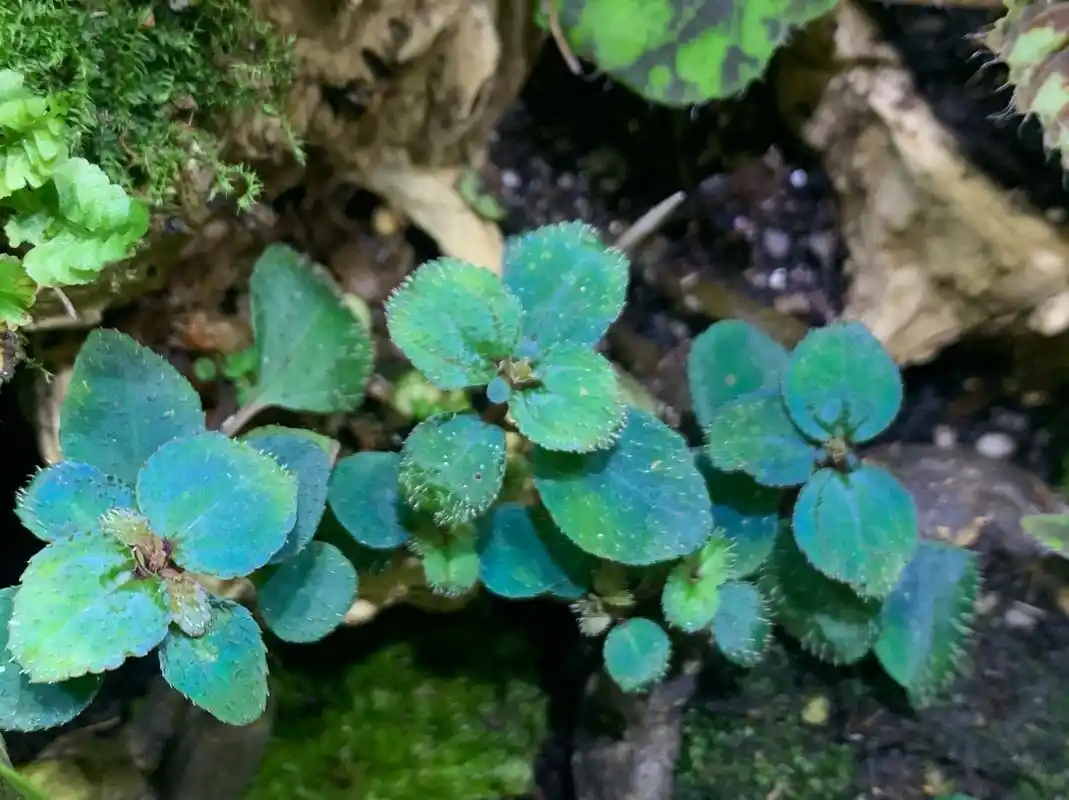 小众雨林缸微景观植物——风柜斗草 可能南方很常见