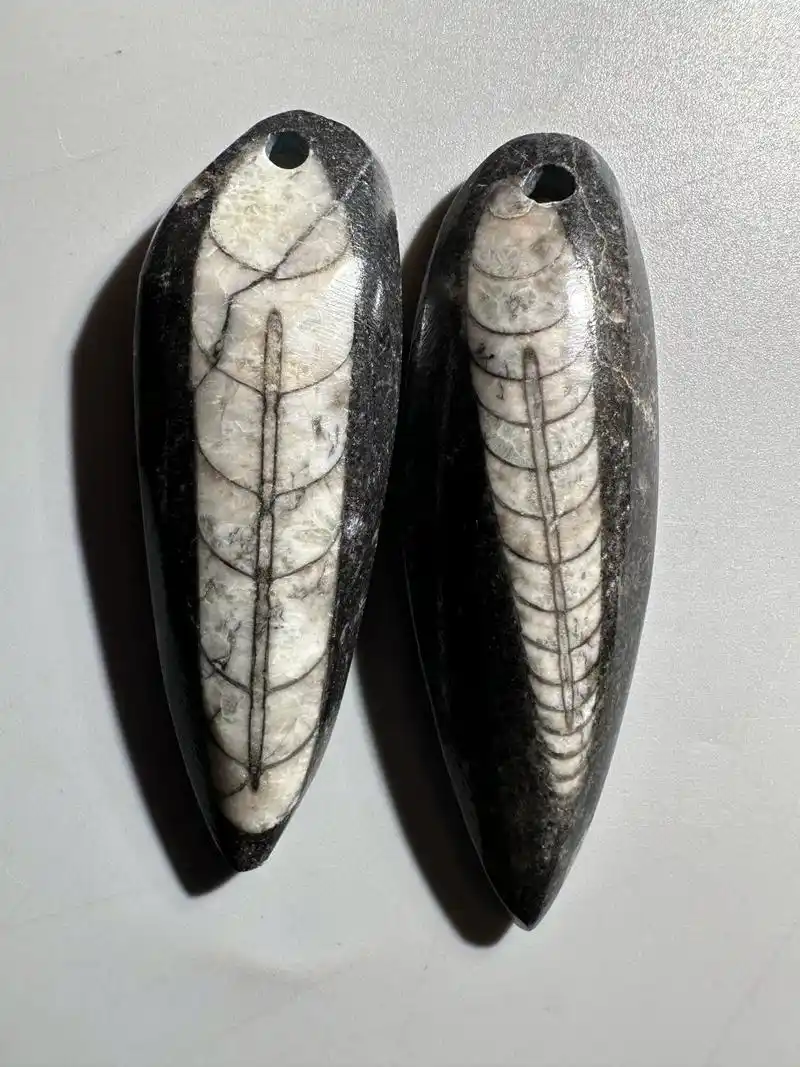 古生物化石——震旦角石 震旦角石又称"中华角石", 它的外型如同宝塔