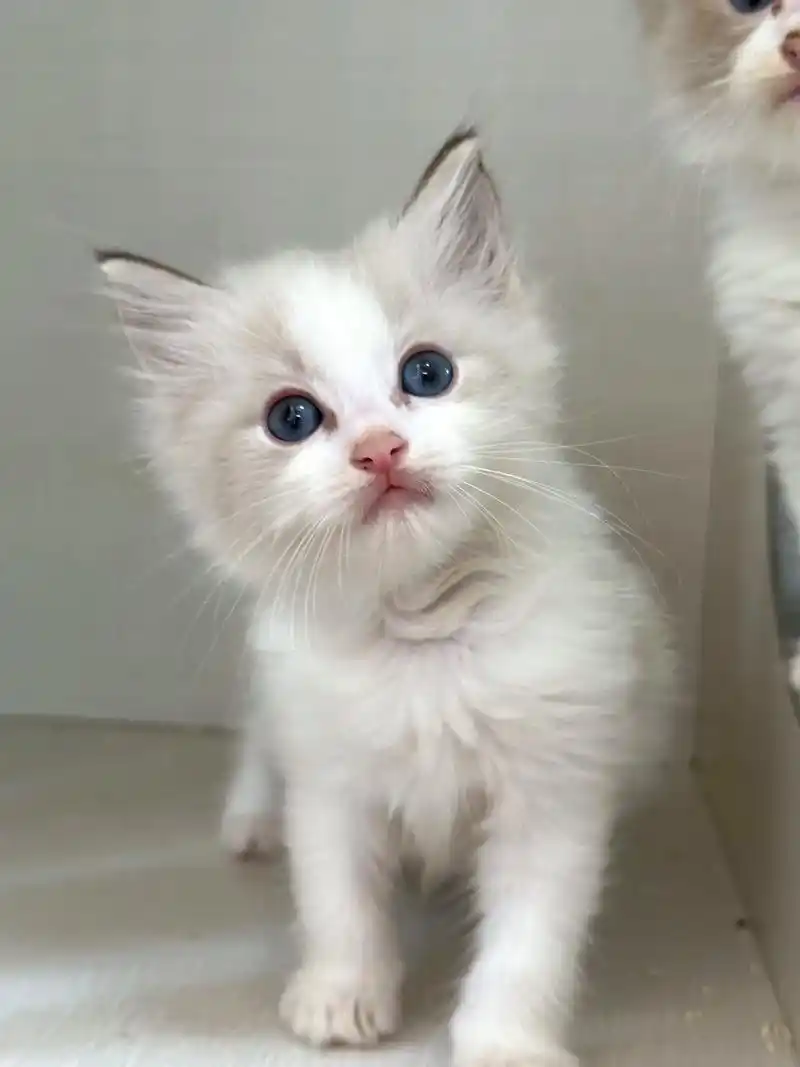 聊城蓝双布偶猫,正八字开脸蓝双布偶!