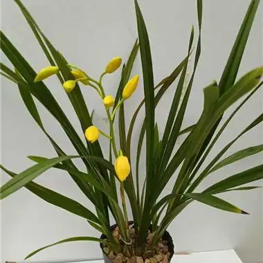 建兰黄金小神童五苗一花 - 中国兰花交易网