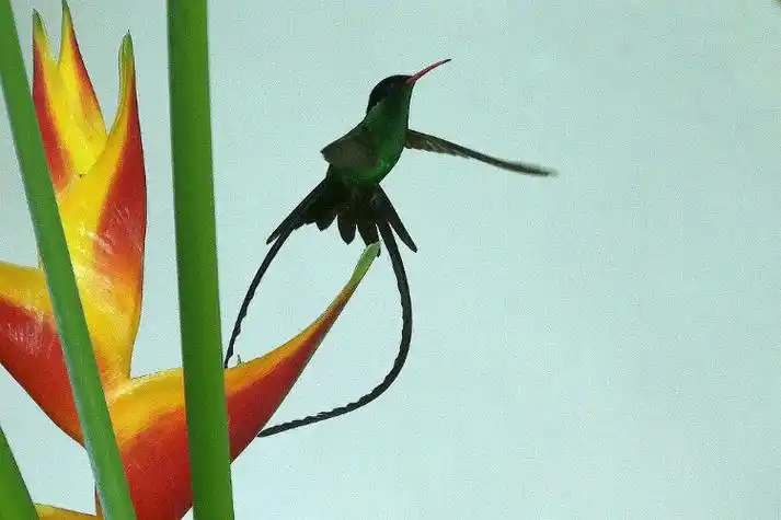 绿色的精灵-牙买加的国鸟长尾蜂鸟