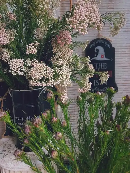 可爱的米花和澳洲郁金香