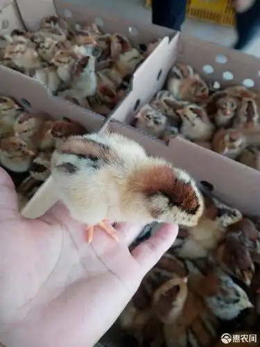 快长型良凤花鸡苗