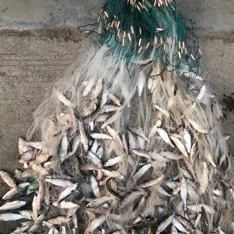 渔网粘网丝网单层沉网挂子鱼网捕鱼王鲫鱼鲢鱼沾网白条网捕鱼用具