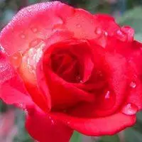 花上面有露珠的头像_微信头像图片大全