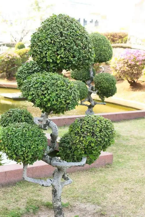 栽种造型小叶女贞:为您的园艺带来无尽的可能性