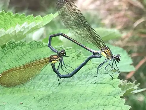 水蜻蜓的交配