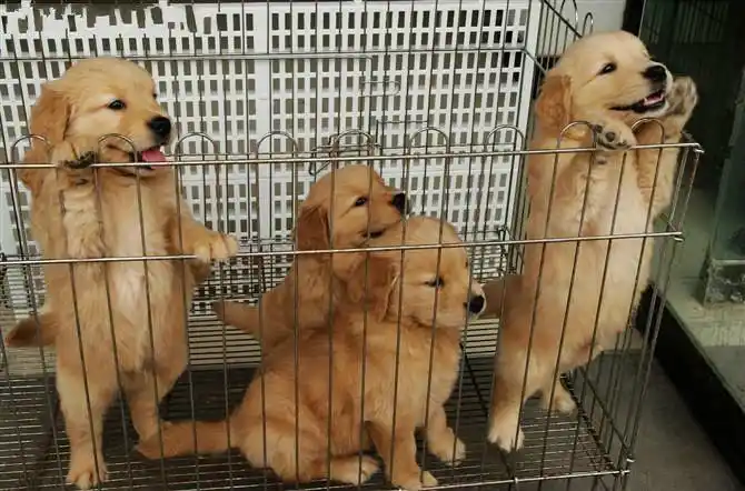 800-只/大头大骨架金毛幼犬出售,有投缘的联系我_济南宠物狗_济南列表