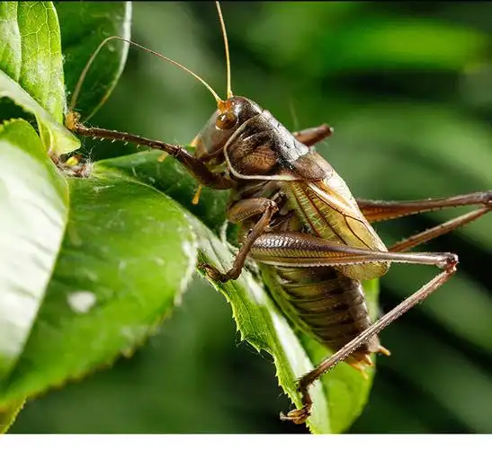 蝈蝈活虫新脱夏季鸣虫活物绿大肚子翡翠平谷铁皮大号山青叫蝈蝈朴彩