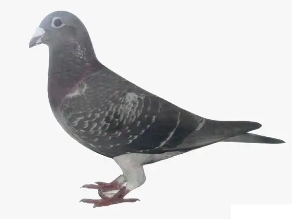 求灰色鸽子的高清图片,三张,要胖胖的～采纳哦.