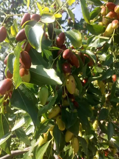 尜尜枣是宣化区河子西乡陈家庄村特产,已有近百年的栽培历史,在张宣