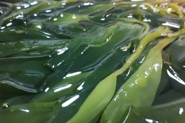 海带是什么植物
