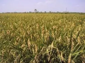 481图片_百度百科