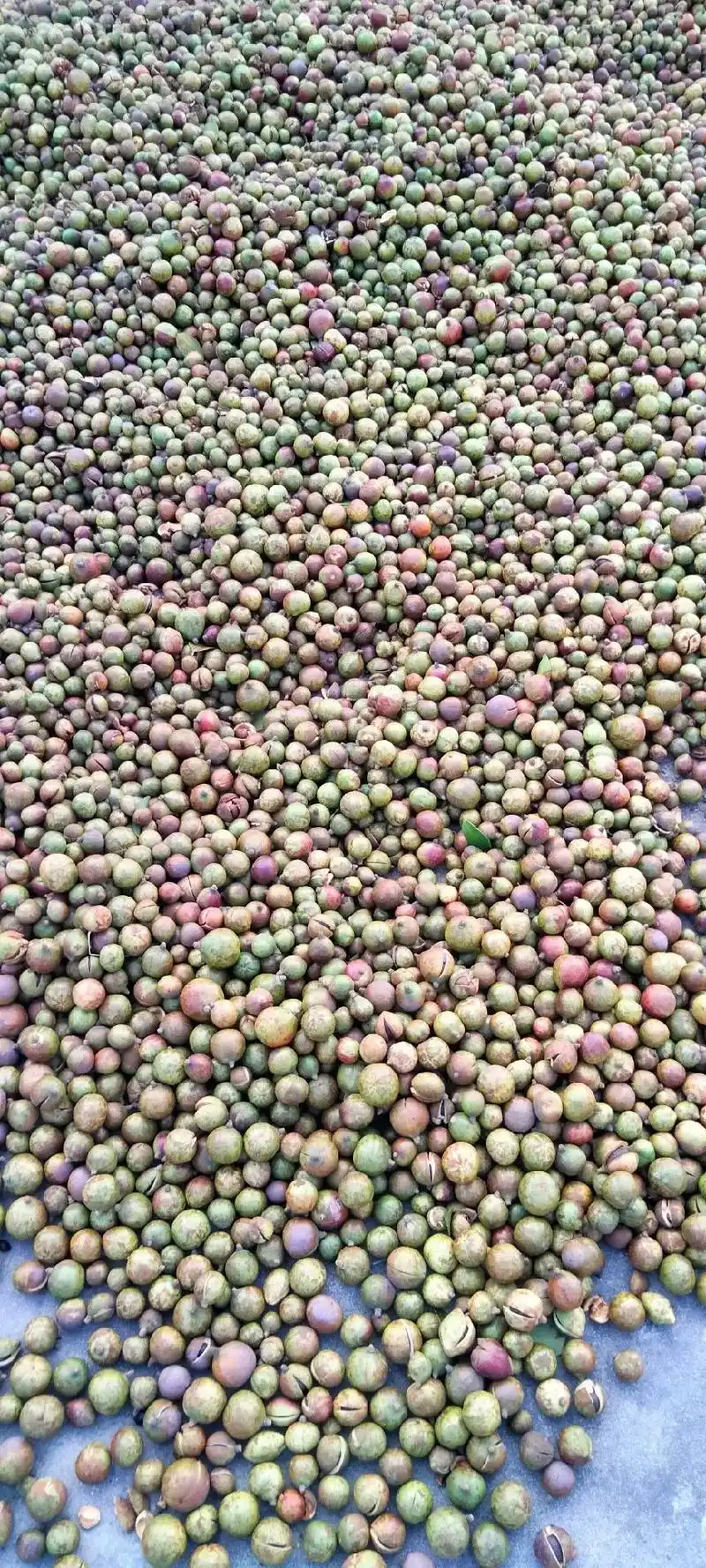 油茶榨茶油.一斤油茶果能炸多少两?成品能卖多少钱一斤呢?#大 - 抖音