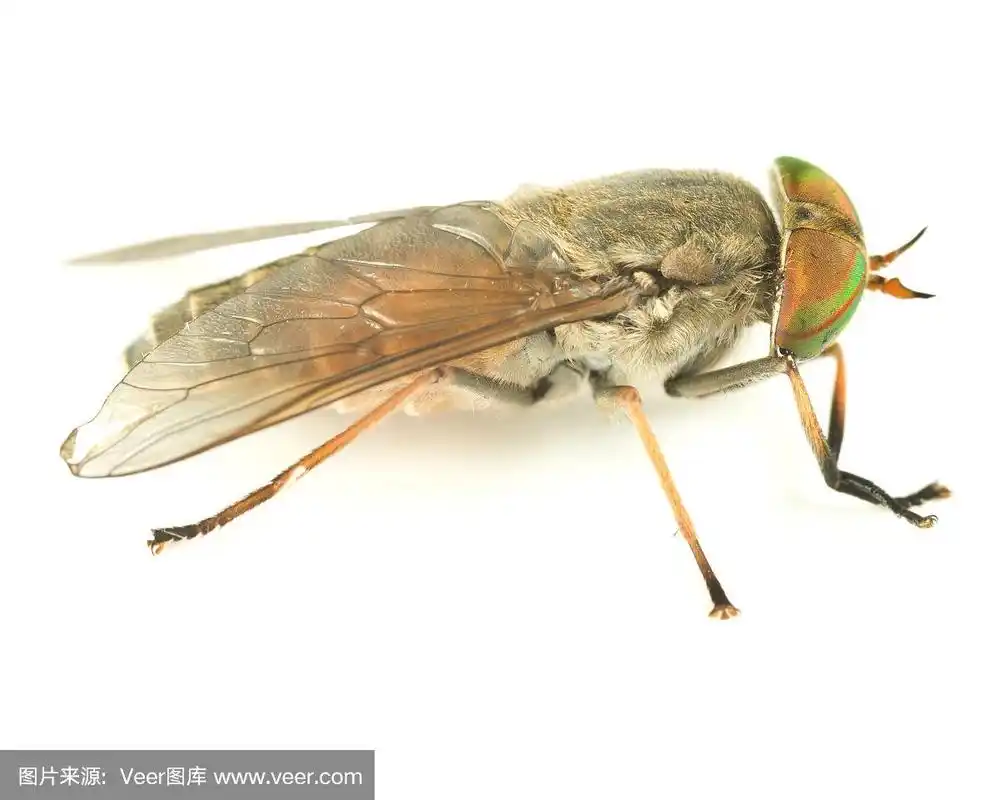 牛虻特写.