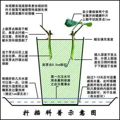扦插2.